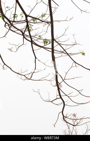 Les branches d'arbres sans feuilles sur fond lumineux. Silhouette de brindilles et de feuilles sur un arbre. Banque D'Images