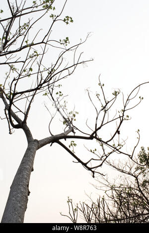 Les branches d'arbres sans feuilles sur fond lumineux. Silhouette de brindilles et de feuilles sur un arbre. Banque D'Images