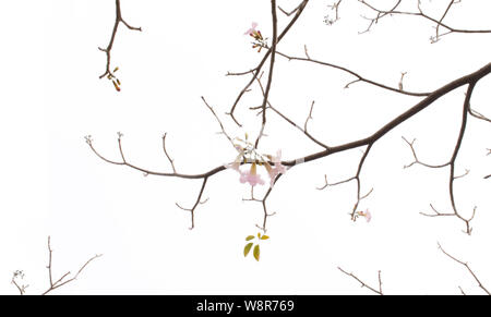 Les branches d'arbres sans feuilles sur fond lumineux. Silhouette de brindilles et de feuilles sur un arbre. Tabebuia rose des fleurs. Banque D'Images