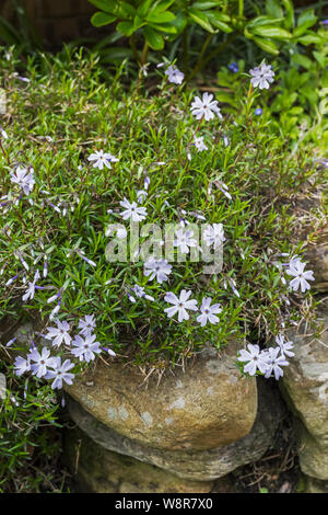 Moss Phlox ou creeping Phlox Banque D'Images