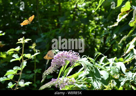 Fritillary Argynnis paphia papillons buddleja se nourrissant de fleurs dans la forêt. Banque D'Images