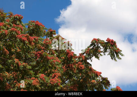 Arbre du ciel, ailanthus, vernis, arbre ou en chinois comme chouchun Banque D'Images