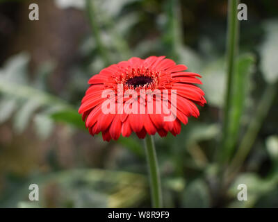Rapprochée sur les gerberas (Gerbera jamesonii) sont couramment cultivées pour leurs couleurs vives et gaies de type marguerite Banque D'Images
