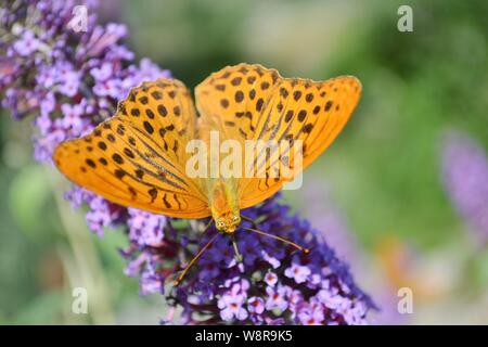 Fritillary Argynnis paphia papillons buddleja se nourrissant de fleurs dans la forêt. Banque D'Images