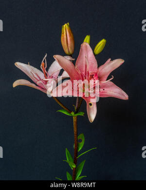 Fine art still life macro image couleur d'une paire de grandes ouvertes blanc rose fleurs d'hémérocalles avec bourgeons et de tige sur le papier noir avec fond te détaillé Banque D'Images