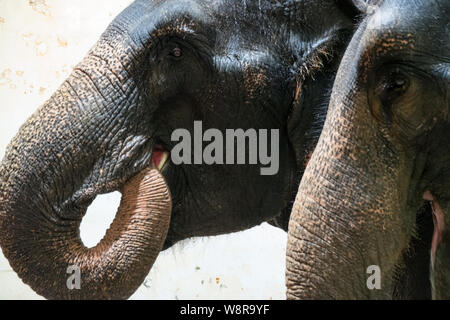 Jérusalem, Israël. 11 août, 2019. Les éléphants d'Asie subissent leur routine du matin qui comprend le bain, l'hygiène personnelle et d'une inspection générale de la santé du Zoo Biblique de Jérusalem. L'éléphant du monde, marqué 12 Août, créé par cinéaste canadienne Patricia Sims et Thaïlande's Elephant Reintroduction Foundation, a été célébrée pour la première fois le 12 août 2012 pour attirer l'attention sur le sort d'urgence de l'Asie et des éléphants d'Afrique. Escalade de la perte d'habitat, le braconnage des éléphants, les conflits et les mauvais traitements en captivité sont certaines des menaces qui pèsent sur les éléphants. Credit : Alon Nir/Alamy Live News. Banque D'Images