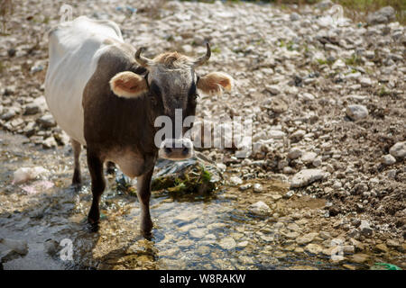 Image de vache brune sur hill Banque D'Images