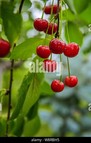 Bouquet de cerises rouges mûres entouré de feuilles vertes et couverts par les gouttes d'eau. Fresh Fruits humides sont accrochés sur branche d'arbre. Focus sélectif. Veerti Banque D'Images