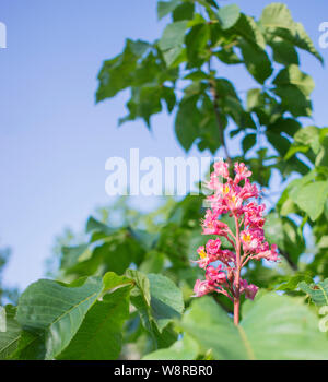 Marronnier rose fleurs. Banque D'Images