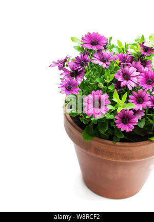 Groupe de fleurs Daisy colorés en pot en argile isolated on white Banque D'Images