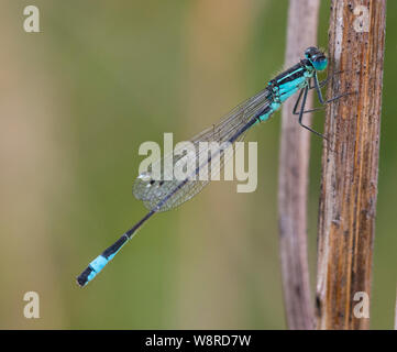 Mâle bleu-tailed Demoiselles d'Ischnura elegans sur une tige brune Banque D'Images