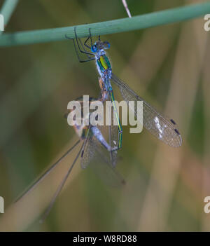 L'accouplement de demoiselles Lestes sponsa Émeraude sur une tige pointe Derbyshire Peak District Banque D'Images