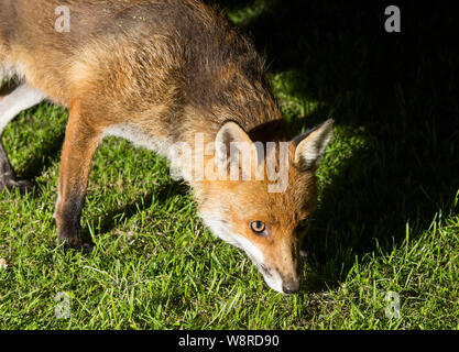 Close up of an urban European Red Fox (Vulpes vulpes) la nuit sur l'herbe en Angleterre. Banque D'Images