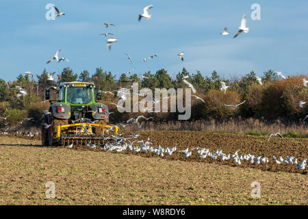 Un grand tracteur tirant une charrue à travers les terres agricoles ou de terres agricoles à Norfolk suivi d'un troupeau de mouettes. Banque D'Images