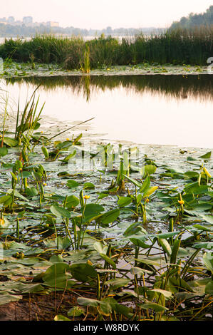 Nuphar lutea jaune et Typha latifolia dans le Dniepr, à Kiev, Ukraine, tôt le matin après le lever du soleil Banque D'Images