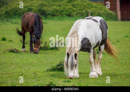 Un noir et blanc et un brun Clydesdale ou shire chevaux lourds dans un champ de pâturage dans les terres agricoles dans la vallée de test, Redbridge près de Southampton, Hampshire Banque D'Images