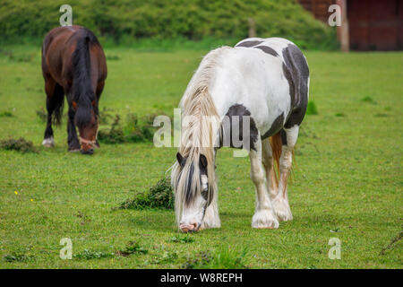 Un noir et blanc et un brun Clydesdale ou shire chevaux lourds dans un champ de pâturage dans les terres agricoles dans la vallée de test, Redbridge près de Southampton, Hampshire Banque D'Images
