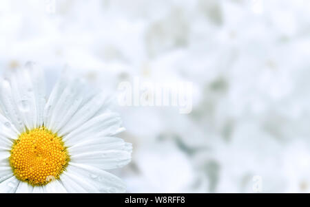 Marguerite blanche fleur sur un fond fleuri blanc floue avec l'exemplaire de l'espace. Banque D'Images