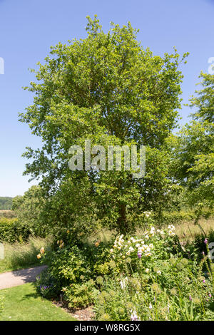 Les jardins de la Royal Horticultural Society à Hyde Hall, Essex, Angleterre, RU Quercus suber chêne-liège Banque D'Images