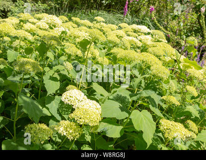 Les jardins de la Royal Horticultural Society à Hyde Hall, Essex, Angleterre, Royaume-Uni l'Hydrangea Annabelle aborescens Banque D'Images