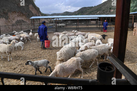 (190811) -- BEIJING, le 11 août 2019 (Xinhua) -- Les villageois nourrir un troupeau de moutons au Village de Yangchengzi Wuqi County dans la ville de Yan'an, province du Shaanxi du nord-ouest de la Chine, le 6 juin 2019. (Xinhua/Tao Ming) Banque D'Images