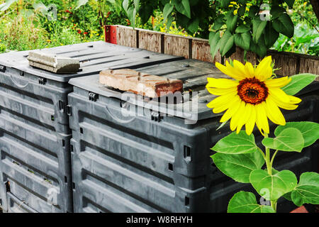 Composter en plastique dans un jardin, fleur de jardin de tournesol Banque D'Images