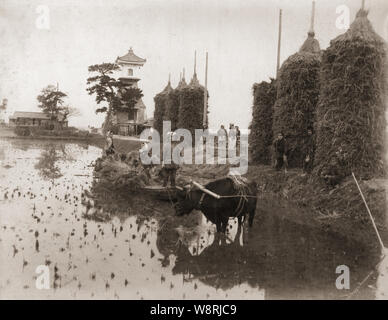 [ 1880 - Japon agriculteur japonais avec Ox dans le domaine ] - Les agriculteurs sont la récolte d'un champ en regard de Taka Sumiyoshi-phare de doro-ura Sumiyoshi, Osaka. La tour a été détruite par le typhon Jane en 1950 (Showa 25) et reconstruit en pierre. Le phare, qui a brûlé l'huile de colza, a été faite comme une offrande à la divinité gardienne de sanctuaire de Sumiyoshi à la fin de la période Kamakura (1185-1333), ce qui en fait le plus ancien phare au Japon. 19e siècle vintage albumen photo. Banque D'Images