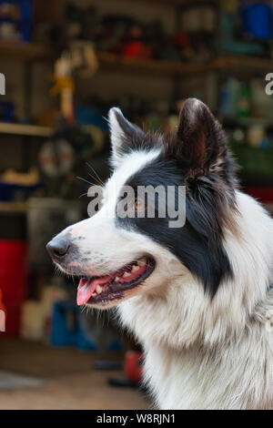 Close Up Du Noir Et Blanc Chien Berger Australien Avec