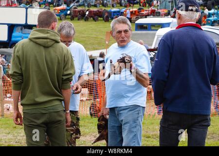 Sedlescombe, East Sussex, UK. 11 août, 2019. Temps passé rural est un pays rural célébrant toutes les choses du passé, l'événement comprend vintage tracteur labourer. L'objectif du salon est de regarder l'histoire de l'agriculture et d'autres aspects de la vie rurale qui comprend l'artisanat, l'artisanat et les industries artisanales. L'argent est soulevée à l'appui d'organismes de bienfaisance locaux. ©PAUL Lawrenson, 2019 Crédit photo : Paul Lawrenson/Alamy Live News Banque D'Images