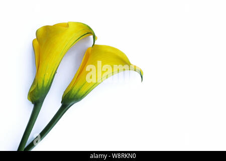 Fond blanc avec deux fleurs Calla jaune et copy space Banque D'Images