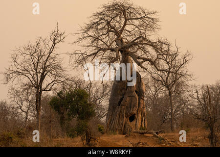 Le Baobab (Adansonia digitata) arbre. Photographié dans le lac Kariba, Zimbabwe. Banque D'Images