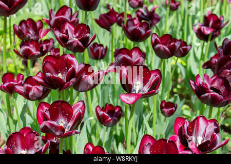 Bourgogne vin rouge foncé, fleurs tulipes jardin cultivé varietal tulipes de couleur sombre. presque noir fond papier peint tulipes Banque D'Images