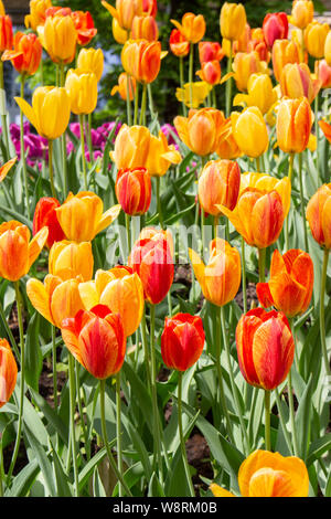 Cépage rouge jaune tulipes, fond Papier peint photo verticale. De belles fleurs tulipes strict bon chefs de pétales de fleurs feuilles Banque D'Images