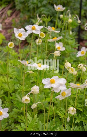 Belles fleurs blanches anémones renoncules, primevères perce-neige les fleurs du printemps. Fleurs sauvages Anemone Sylvestris Ranunculaceae incultes flux blanc Banque D'Images