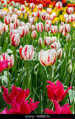 Une large gamme de fleurs tulipes couleurs rouge blanc, jardin des variétés de tulipes sur un parterre de fleurs dans le parc, à la verticale. De nombreuses tulipes multicolores lumineux, jardin d Banque D'Images