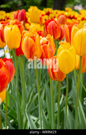 Rouge Jaune groupe de variétés de tulipes, fond Papier peint photo verticale, close-up. Belle grande fleur fleurs tulipes strict bon chefs de fleurs p Banque D'Images