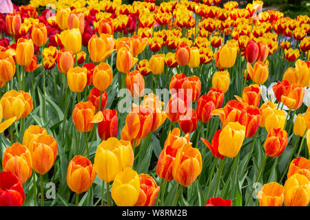 Un groupe de cépage rouge jaune fleur tulipes , fond Papier peint photo horizontale. De belles fleurs tulipes strict bon chefs de pétales de fleurs le Banque D'Images