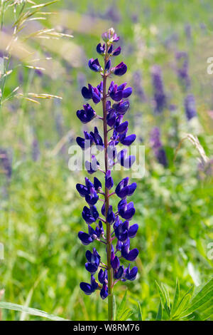 Une fleur de lupin dans un pré, à la verticale. Violet bleu foncé longue tige de lupin avec de nombreux pétales de fleurs. Fleur de lupin vivace fleurit dans la prairie Banque D'Images