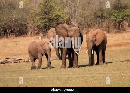 Un troupeau d'Éléphants Bush africain (Loxodonta africana) photographiée au Parc National du lac Kariba, Zimbabwe Banque D'Images