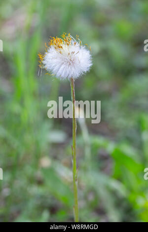 La fleur de tussilage foalfoot fluffy avec le reste de jaune pétales sec est seul sur l'herbe au début du printemps. Première fleur du printemps Banque D'Images