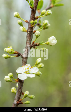 Cherry branch avec gonflement des bourgeons et fleurs blanc rare. Le symbole du printemps, fleurs de cerisier. Sakura commence à fleurir Banque D'Images