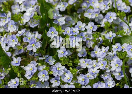 Forget-me-not fleurs sauvages sont bleu blanc violet doux avec feuilles, fond papier peint. Un groupe de forget-me-nots dans la nature, un grand nombre de petits bleu f Banque D'Images