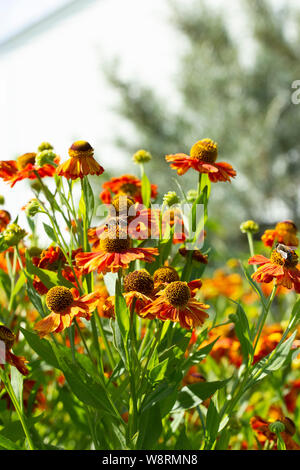 Un groupe d'Helenium dans la nature, un jardin de fleurs de l'aster à fleurs amères non comestibles. Helenium bloom bourgeons de fleurs mûres, jardin d'automne fleurs d'ora Banque D'Images
