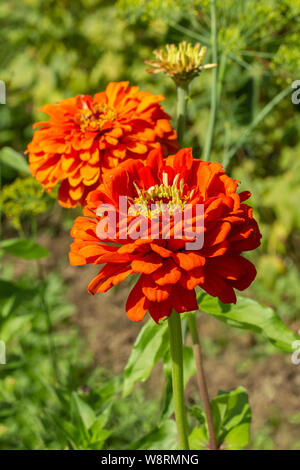 Deux grandes fleurs rouge de Zinnia elegans dahliaeflora avec des feuilles vertes, à la verticale. Décoration de jardin de fleurs ornementales, plante annuelle avec des inflor Banque D'Images