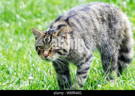 Scottish Wildcat au British Wildlife Centre Banque D'Images