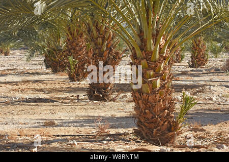 Date de plantation des arbres jeunes Banque D'Images