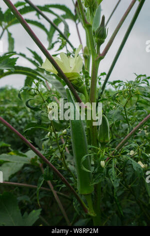 Taille grande usine Lady Finger, gombo Abelmoschus esculentus, connu dans de nombreux pays anglophones comme ladies' les doigts ou le BDPRH, est une plante à fleurs Banque D'Images