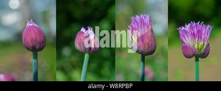 Oignon trois boutons de fleurs à différents stades de développement. Bouton floral d'oignons dans le jardin. Les stades de développement de la fleur d'oignon en images. Banque D'Images