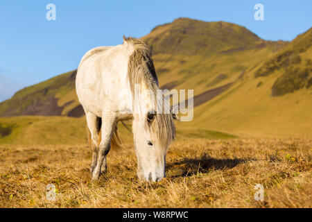 Cheval sauvage blanc Islandais près de Vik Banque D'Images
