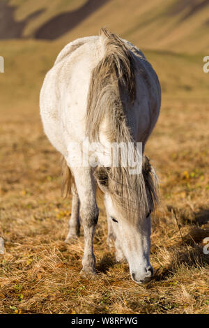 Cheval sauvage blanc Islandais près de Vik Banque D'Images